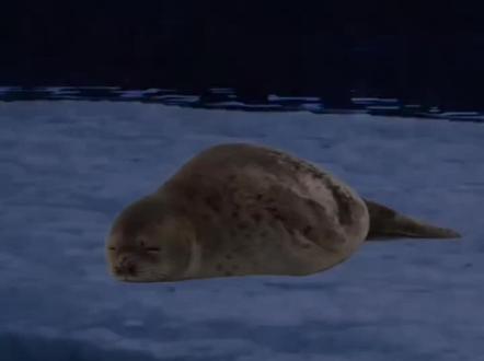 诡异短片(救救) #诡异#恐怖#短片#动物#胆小慎入