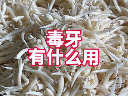 毒牙有什么用?可以拿来剔牙吗?#毒牙 #五步蛇