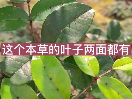 活血化瘀、行气止痛,祛风通络的#两面针 #本草 #中医健康百科全说 #胡博士说中医