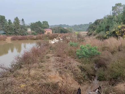 大家知道吗?原来母鹅肚子下面是有一个蛋袋的