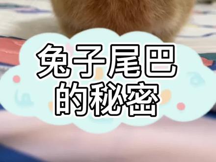 关于兔子的尾巴,你了解多少#萌宠 #兔兔 #抖音动物图鉴 @DOU+小助手