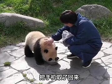 四川一熊猫捡到游客遗落手机,紧抱不放,饲养员拿吃的都换不回#民生事件