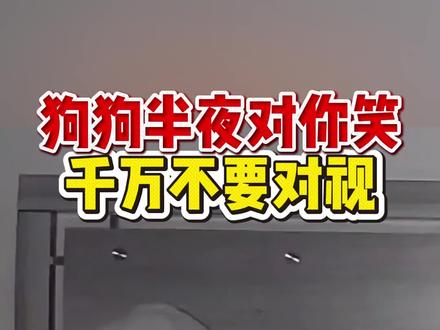 如果狗狗半夜突然对你笑,注意了,千万别对视,你知道原因吗#养狗的乐趣 #养狗人 #狗狗 #狗狗笑 #科学养宠攻略