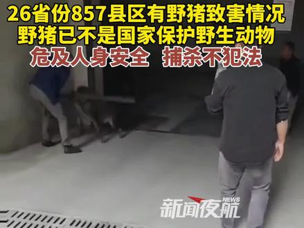 26省份857县区有野猪致害情况,野猪已不是国家保护野生动物,危及人身安全,捕杀不犯法。