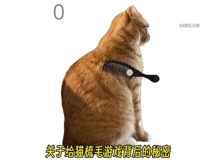 关于给猫梳毛游戏背后的秘密 #给猫梳毛 #233乐园