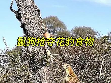 可怜的花豹,被鬣狗三番五次抢夺食物!只能气的趴地上破口大骂! #花豹 #鬣狗 #野生动物零距离 #动物世界看人生百态