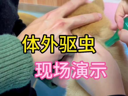 猫咪狗狗体外驱虫滴剂,使用方法现场实录,学会回家自己滴#猫咪 #狗狗 #驱虫 #萌宠出道计划 #萌宠