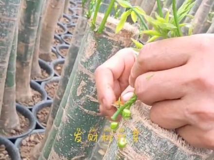 发财树打芽分枝,让枝条更多冠幅更饱满#绿植花卉盆景 #园艺花卉 #苗木种植 #发财树 #我要上热门