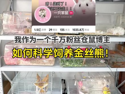2024年还有人不会养鼠吗?一个视频教会你科养金丝熊!#金丝熊 #仓鼠