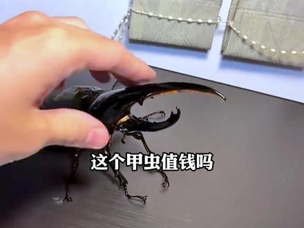 带你认识各种甲虫,你有养过吗?#科普 #甲虫