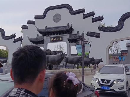 太方便了!无锡~苏州震泽~湖州南浔公交行无缝衔接,长三角一体化 #公共交通 #巴士迷 #公交 #交通 #公交站台