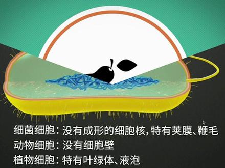 科普一分钟,细菌的结构,细菌与动植物细胞的区别