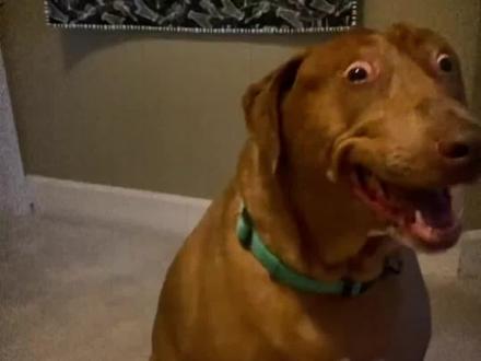 狗狗每天在想什么#狗狗 #狗狗的日常 #养狗经验分享 #宠物知识