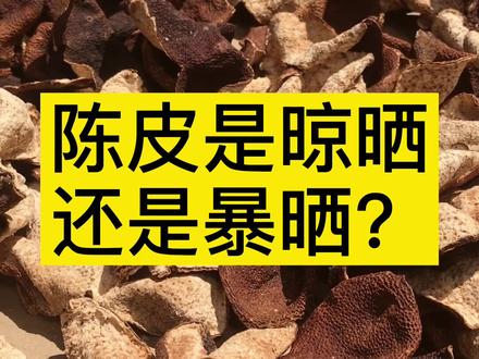 新会陈皮是晾晒还是暴晒?#新会陈皮 #陈皮 #陈皮知识分享
