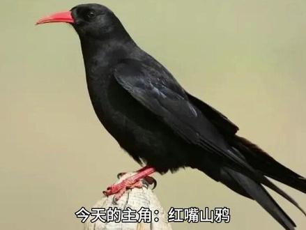 最适合训练放飞的鸟宠——红嘴山鸦 #爱鸟护鸟 #鸟类 #鸟 #鸦科 #红嘴山鸦