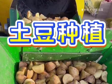 土豆到底怎么种结的又大又多 #土豆种植#土豆种植技术#洋芋种植#三农种植#马铃薯种植