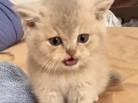 到底是谁教它们这样叫的?#狗狗 #猫咪 #动物的迷惑行为