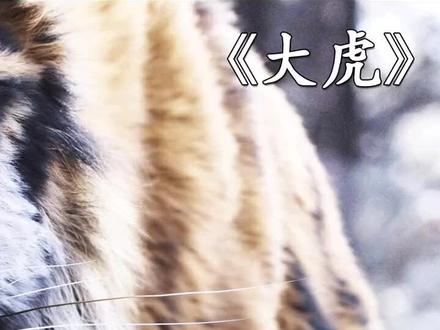 古有猛虎,名为山君#影视解说#高分电影#野生动物#保护动物#大虎