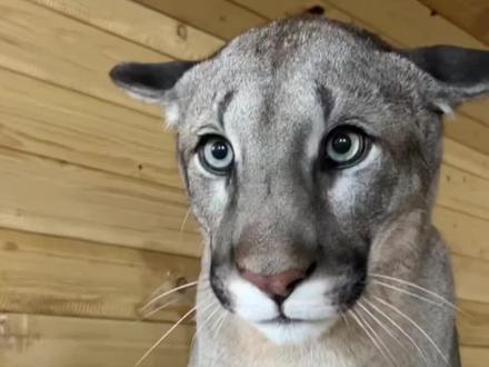 呆萌的美洲狮#动物科普 #动物科普知识 #美洲狮