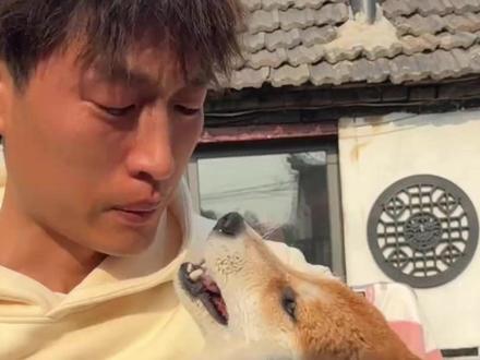 网红柴犬“佩奇”在山东老家被毒死,死前疼得乱叫,舌头都咬出血