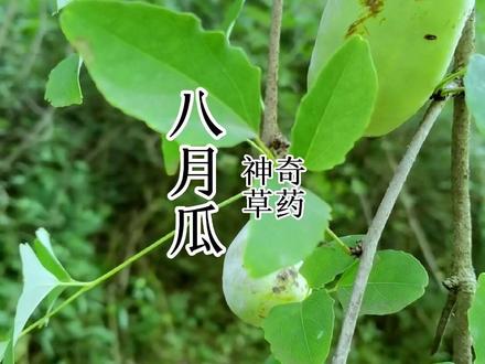 八月瓜,还记得那时和小鸟抢着吃!不然就没了,真是小时候的零食,长大后的回忆!