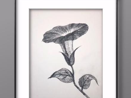 #创作灵感 #零基础学画画 #一起学画画 @抖音小助手 素描版喇叭花,零基础入门教程