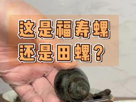 大家看看这是田螺还是福寿螺?#福寿螺 #福寿螺与田螺区别 #剪田螺尾 #剪螺机 #膳道剪螺刀