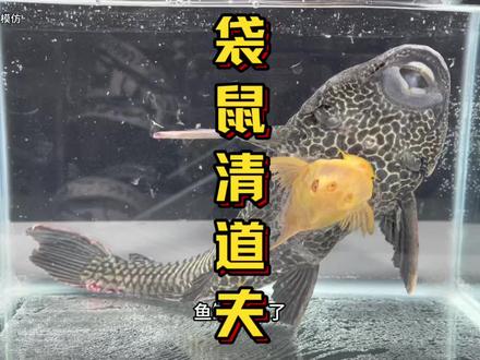 把小清道夫塞进巨型清道夫体内,会发生什么?#清道夫 #清道夫奇葩试验 #清道夫消灭计划 #趣味实验 #外来入侵物种