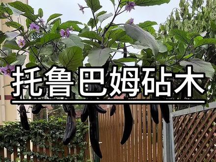 如果你也想拥有一棵茄子树,可是你又没有嫁接砧木,你可以像我这样,自己种一棵#茄子种植 #托鲁巴姆砧木 #嫁接茄子