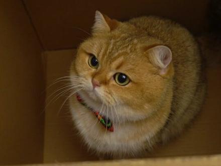 这个立体眩晕地毯效果真不错#萌宠出道计划 #猫里猫气 @DOU+小助手