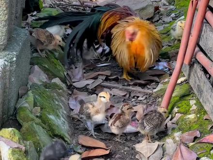 阉鸡带小鸡第27天
小鸡也能分辨出公母 真的越来越漂亮了