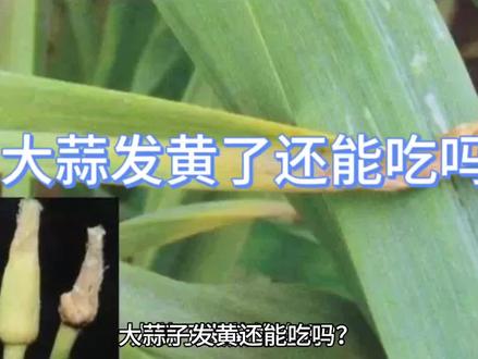 大蒜发黄了还能吃吗?大蒜发黄怎么回事?#科普一下