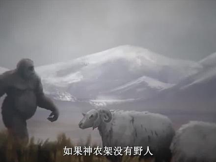 中国“神农架”深处为何不让进?有诅咒?偷闯入的驴友道出真相 #未解之谜 #神农架 #传说 #诅咒 #真相