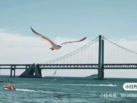 星海湾大桥的海鸥
一起来画吧
超级简单治愈的风景画
#油画棒教程 #油画棒画画 #大连星海湾大桥 #海鸥 #油画棒风景画