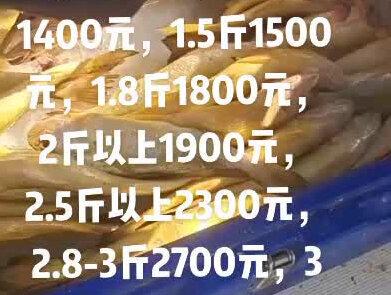 #浙江舟山野生黄鱼收购价!#这是年前最新价格!#现在货源紧缺!#黄鱼毕竟难钓!#黄软黄金!