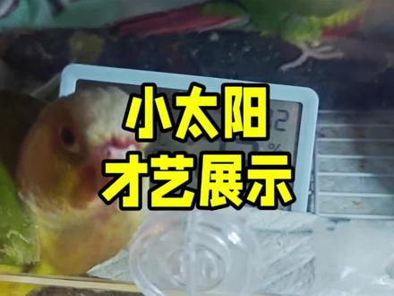 小太阳鹦鹉才艺展示,你们家的小鸡会这样吗?#小太阳鹦鹉 #小太阳黄边鹦鹉 #小太阳凤梨 #鹦鹉 #鹦鹉鹦鹉萌萌哒逗鹦鹉