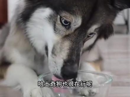 猴子喝醉酒后,会做出哪些出格的事? #猴子 #哈士奇 #松鼠 #动物 #搞笑动物