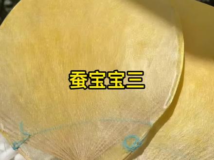 给小学生们做参考蚕宝宝的一生#蚕宝宝成长记 #花园生活 #见证青年力量