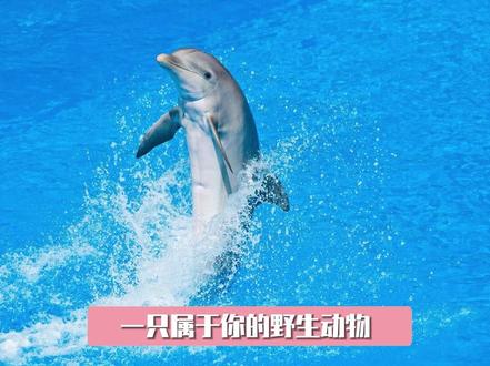 保护环境和动物,是我们大家都应该做的事情#野生动物 #动物保护 #环境保护 #公益