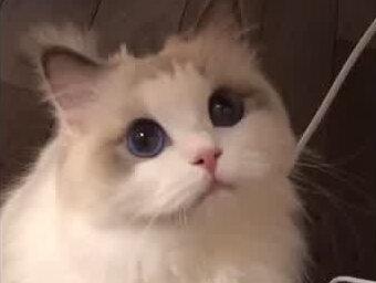 峡谷里最可爱的小猫咪诞生记!#王者荣耀 #猫 #头像 #王者荣耀小猫头像