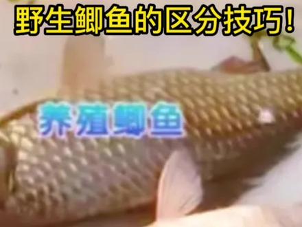 野生鲫鱼与养殖鲫鱼的区别!#钓鱼知识 #2022dou来钓鱼 #鲫鱼 @DOU+小助手