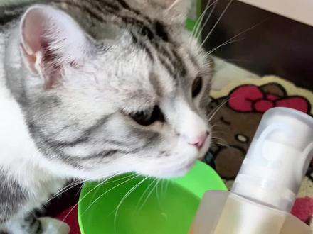 宠物洁齿水,除臭神器终于有啦!#养猫经验分享 #新手养猫 #养宠好物 #洁齿水 #猫咪口臭