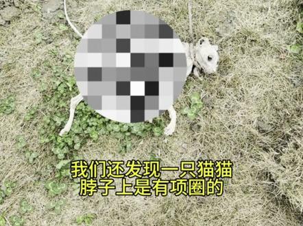 他们在坑里很绝望吧
#流浪猫救助 #流浪猫 #流浪猫领养 #地下室 #救助