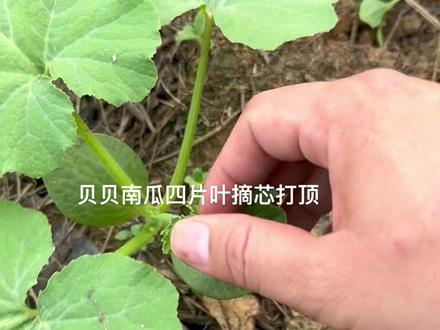 贝贝南瓜种植摘芯打顶方法,还有没知道怎么摘芯打顶的吗#贝贝南瓜 #种瓜得瓜 #贝贝南瓜种植 #贝贝南瓜种植技术 #南瓜种植