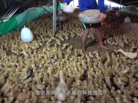 40天就能上桌的鸭子,是怎么养殖的? #鸭子 #来抖音学农技