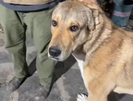 黄黄大王越来越霸气了
#骏良 #宠物 #狗 #骏良的狗 #黄黄