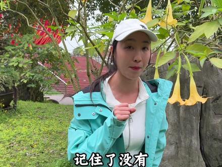 看到这种花,一定不要去摸它,它是世界上最毒的五种花之一,它就是含有剧毒的曼陀罗花,一定要告诉身边的人,不能轻易的去摸它甚至去闻它#旅游 #旅游推荐官 #曼陀罗 #毒花