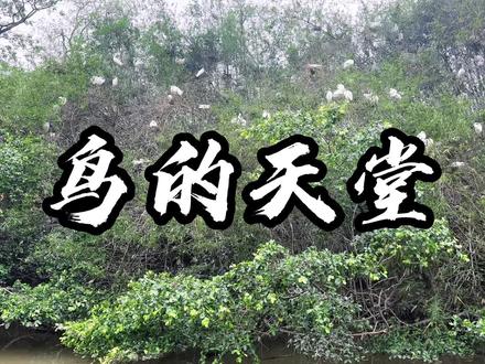 打卡小学课文《鸟的天堂》#小学语文课本