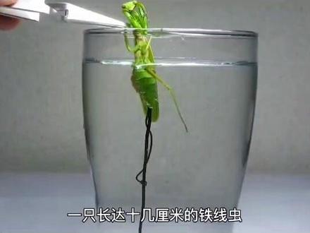 #科普 #寄生虫 #知识先锋计划 #萌知计划 铁线虫是如何寄生螳螂的?