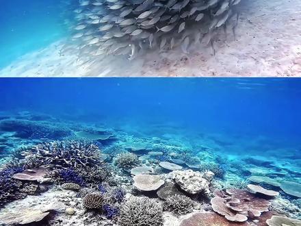 帕劳西线,领略大洋壮阔,世界级潜点,带给你全方位的视觉盛宴。
#清澈见底的水 #帕劳旅游 #帕劳潜水 #旅行推荐官 #旅游